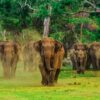 Udawalawe National Park